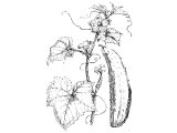 Cucumber (Cucumis sativus), Heb.QoShAIM